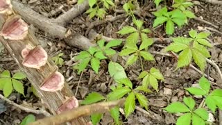 Man Tests Out Old Worm Calling Stick Technique