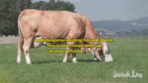 pemilik sapi betina surat al baqarah