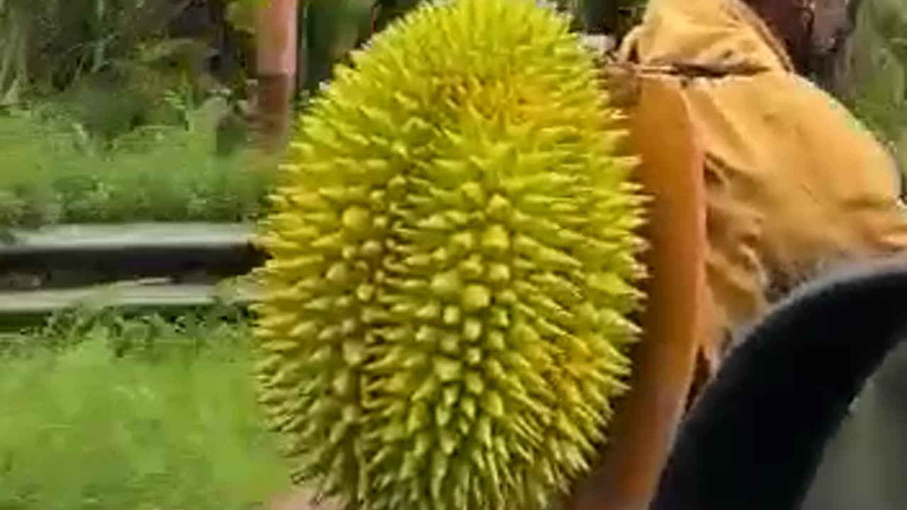 Durian Raksasa