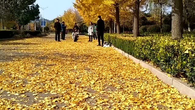 Charming autumn, the sky is full of fallen leaves.