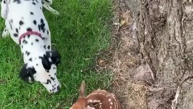 A dog plays with a goat