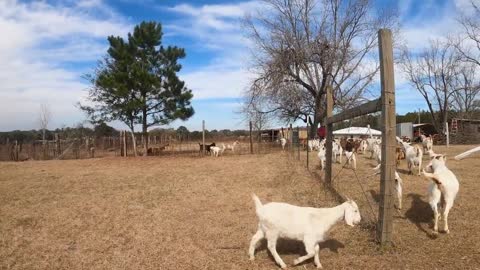 Goats will Follow the Bucket