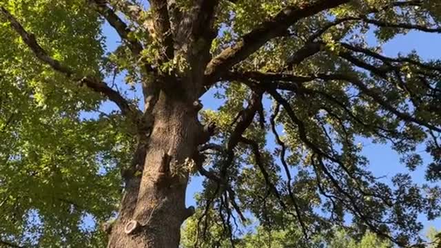 Theres just something magical about old post oak trees.