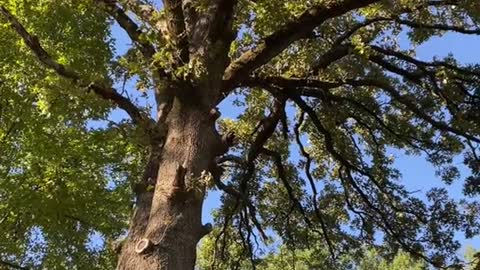 Theres just something magical about old post oak trees.