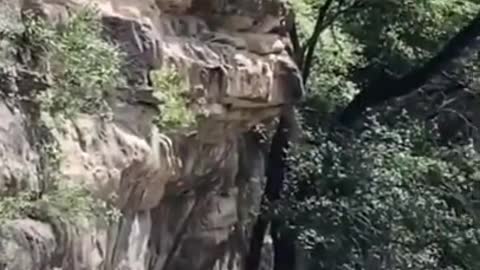 The Funniest Animals