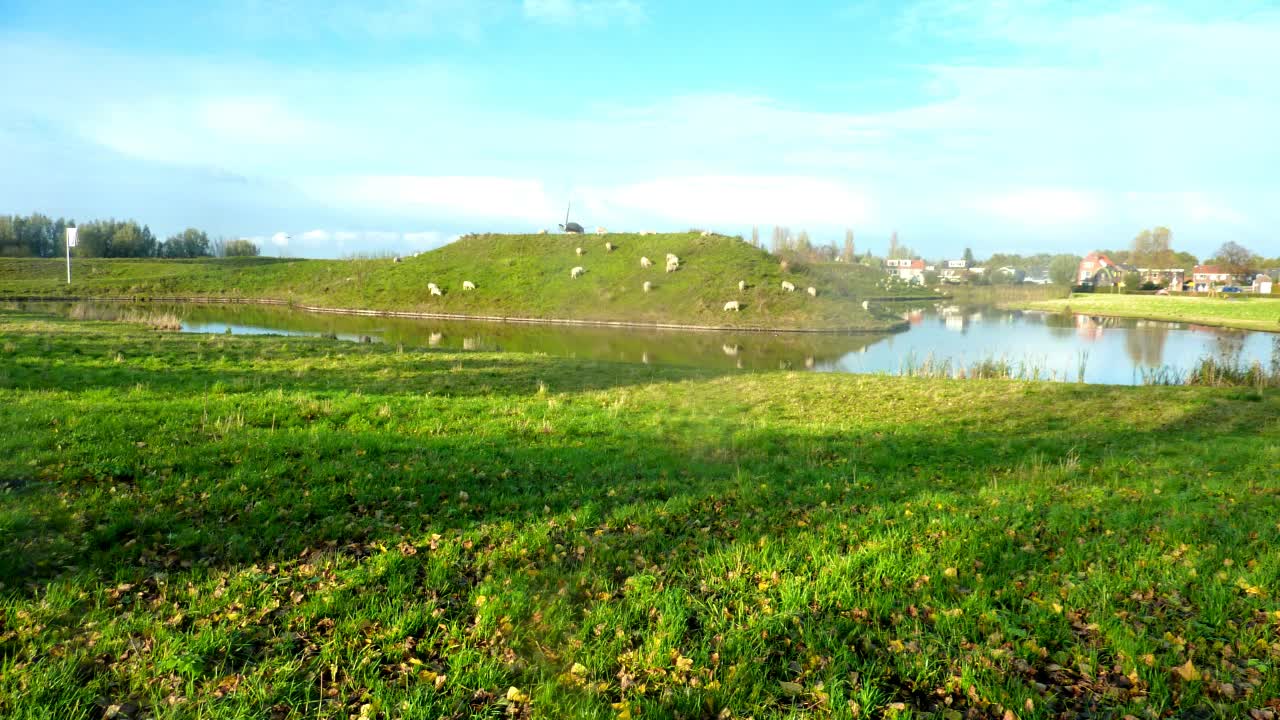 The beauty of nature, sheep and ducks