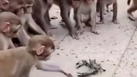 Monkey with full comedy video 😂😂