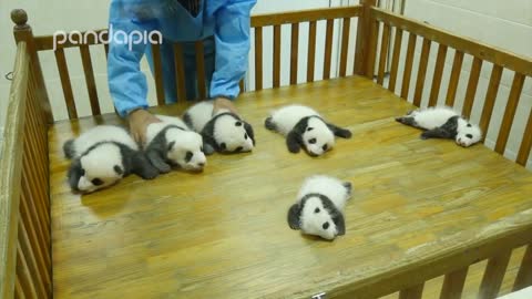Baby panda party