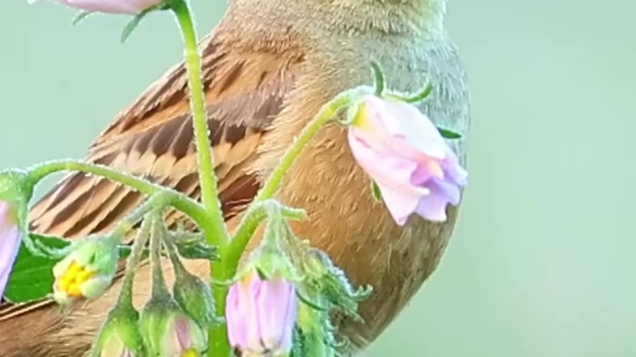 Pet Cats Beautiful Bird And Animal 4K HD Adorable Photography By Nature.