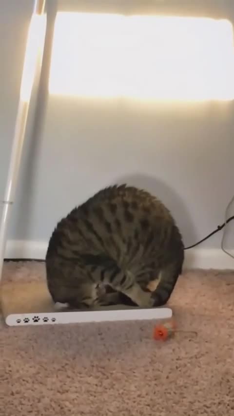 🇩🇪🇩🇪🇩🇪 Guten Morgen! Ich wünsche Ihnen einen schönen Arbeitstag