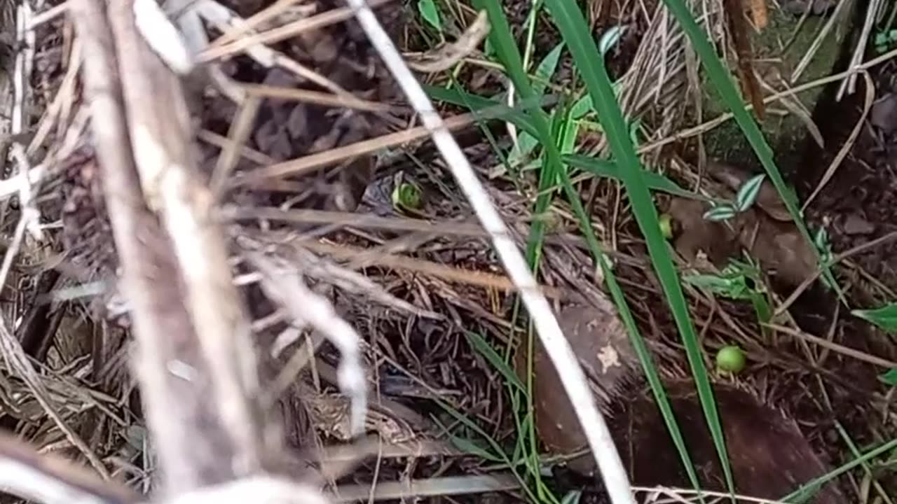 Alguém conhece essa planta