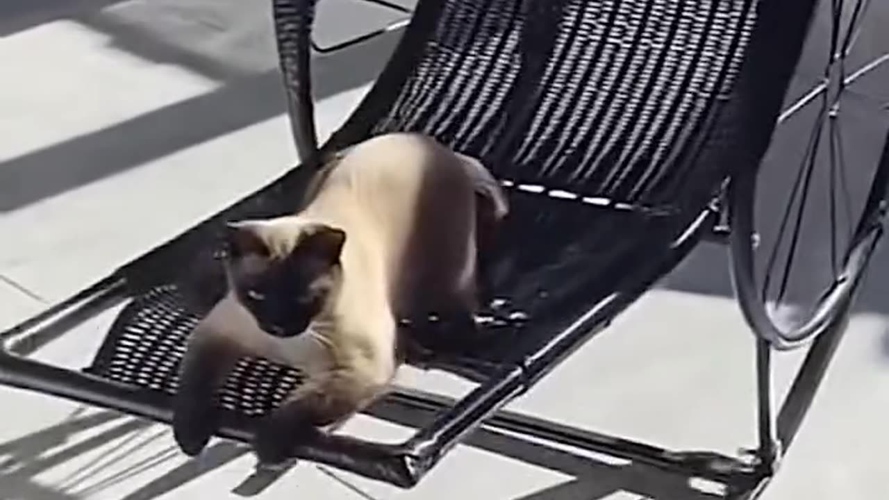 Too Funny This Cat Loves 🤪The Rocking Chair!
