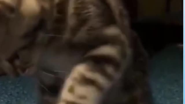 CUTE CAT PLAYING WITH BALL!!! 😻😻😻 #shorts