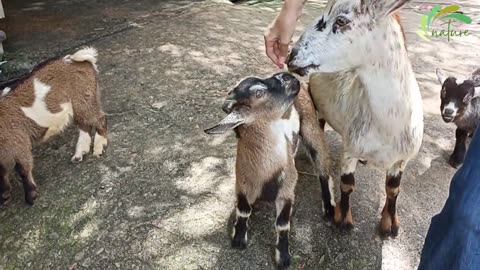 fun with cute goats 🐐