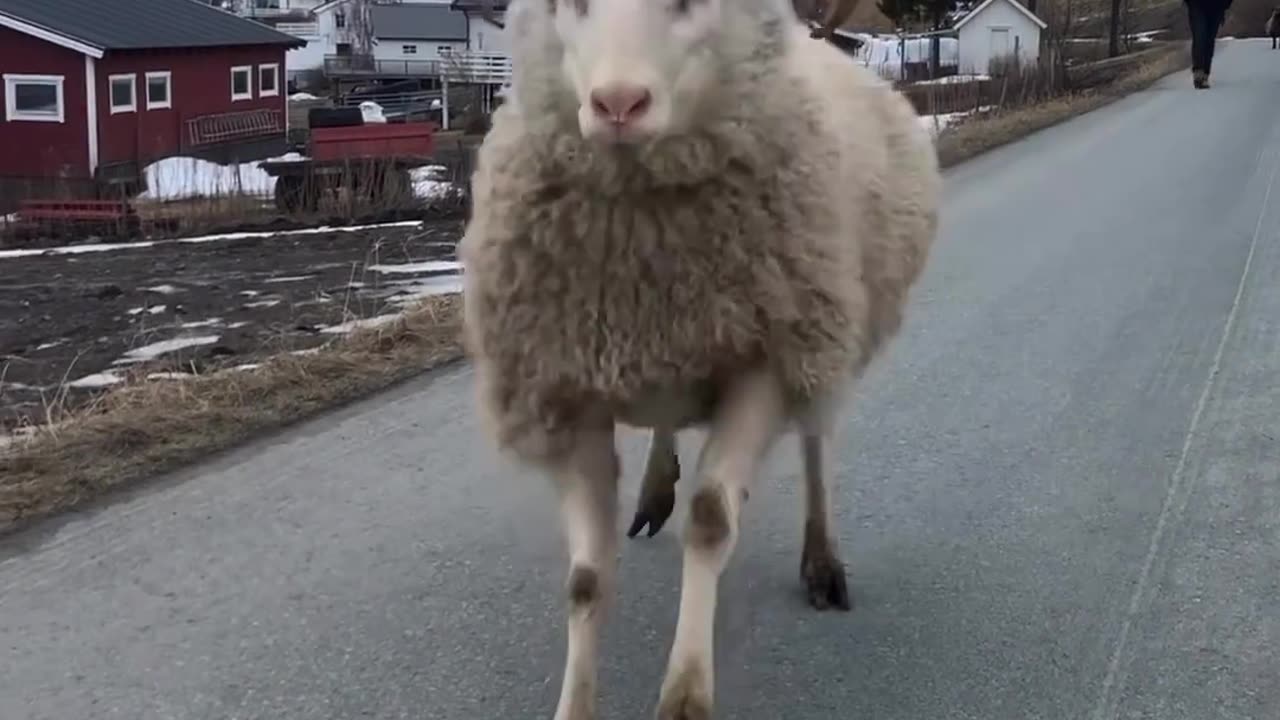 Met a happy sheep on the road