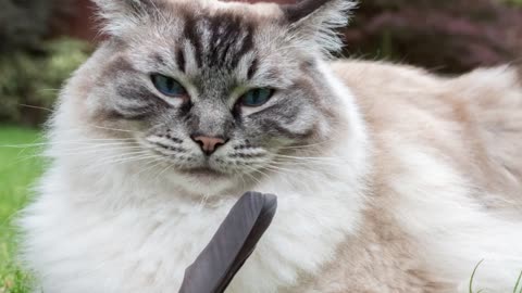 Ragdoll Cat 101 - Learn EVERYTHING About Them!