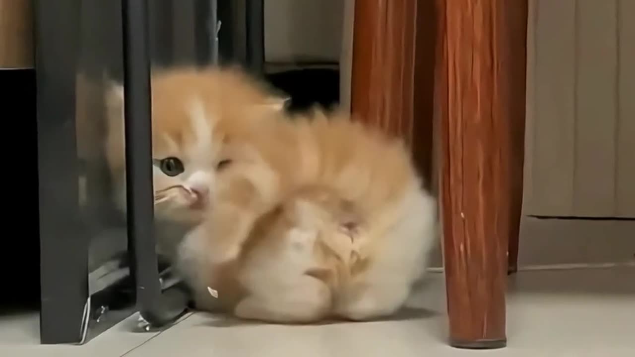 Soooc cute cat 🐈 amazing and enjoy your day