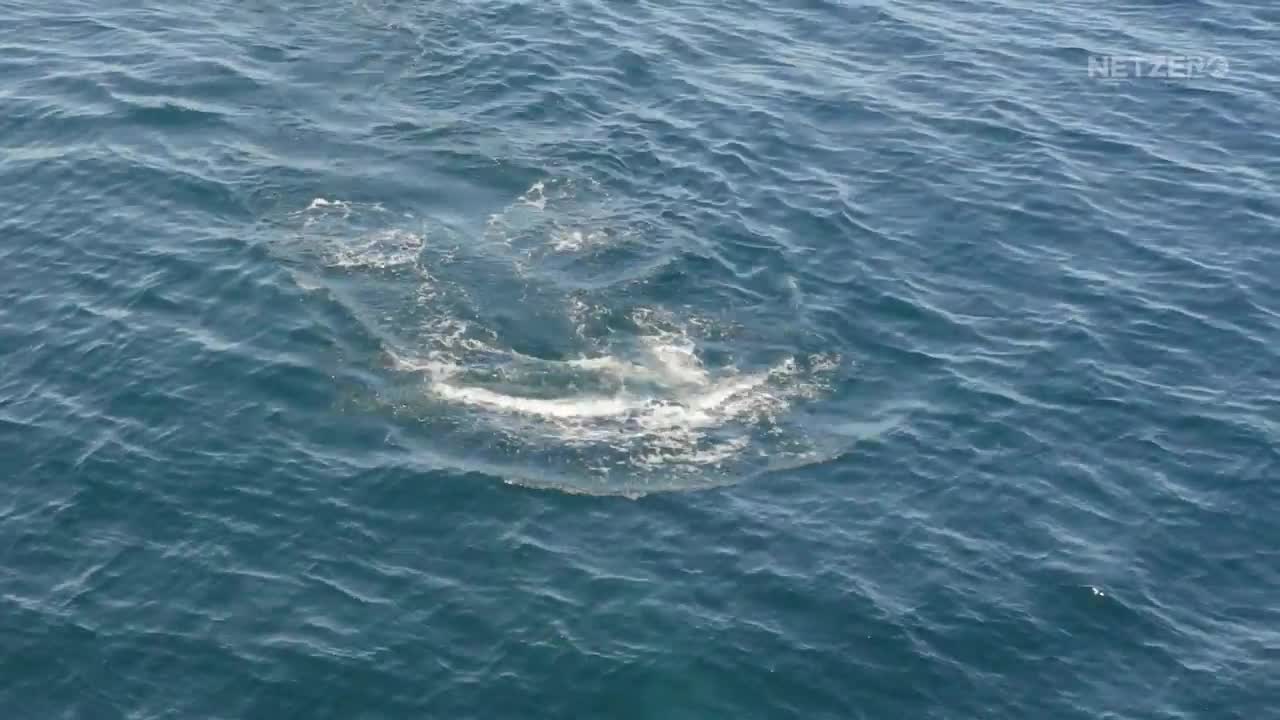 Blue Whale Expedition