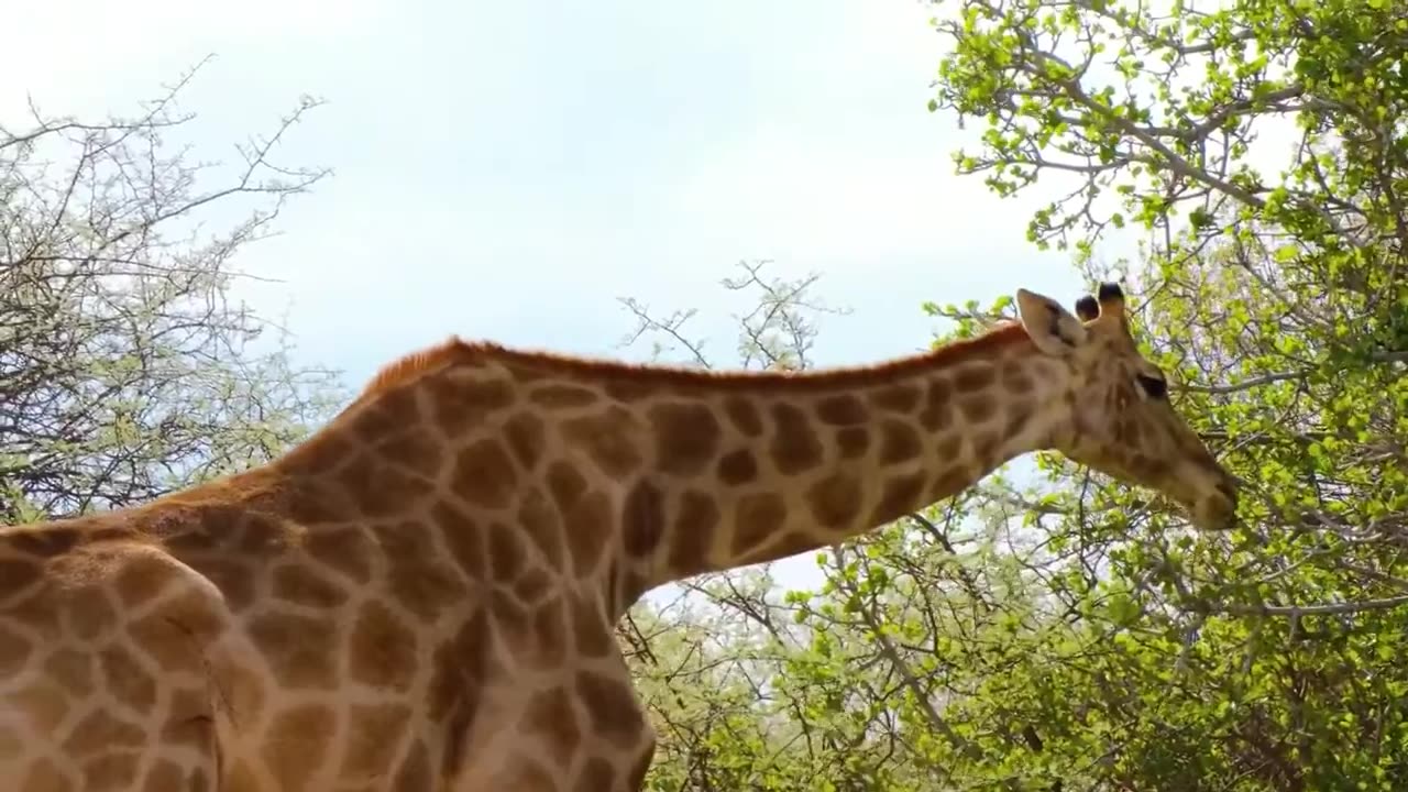 Relaxing Video of Animals Eating with Calm Music