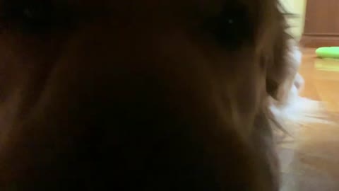 Hiding From My Dog Under My Bed _ Hide and Seek