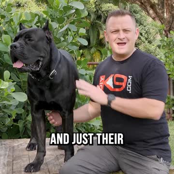 The 5 Top Reasons to Get a Cane Corso