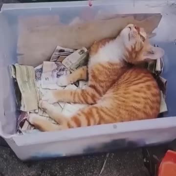 Best Funniest Animals Videos 😅 - Funny Dogs And Cats Videos 2023