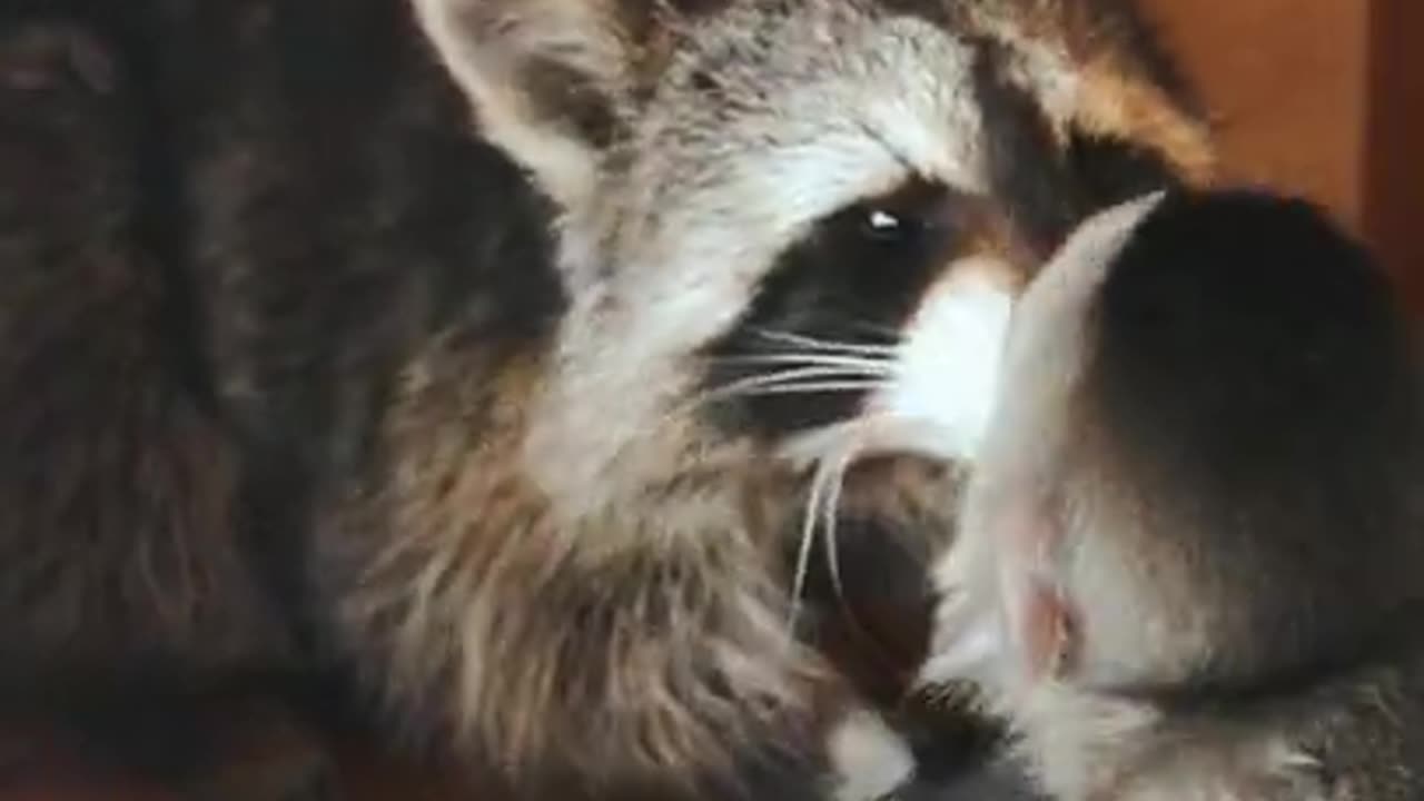 MONKEY MEETS RACCOON!