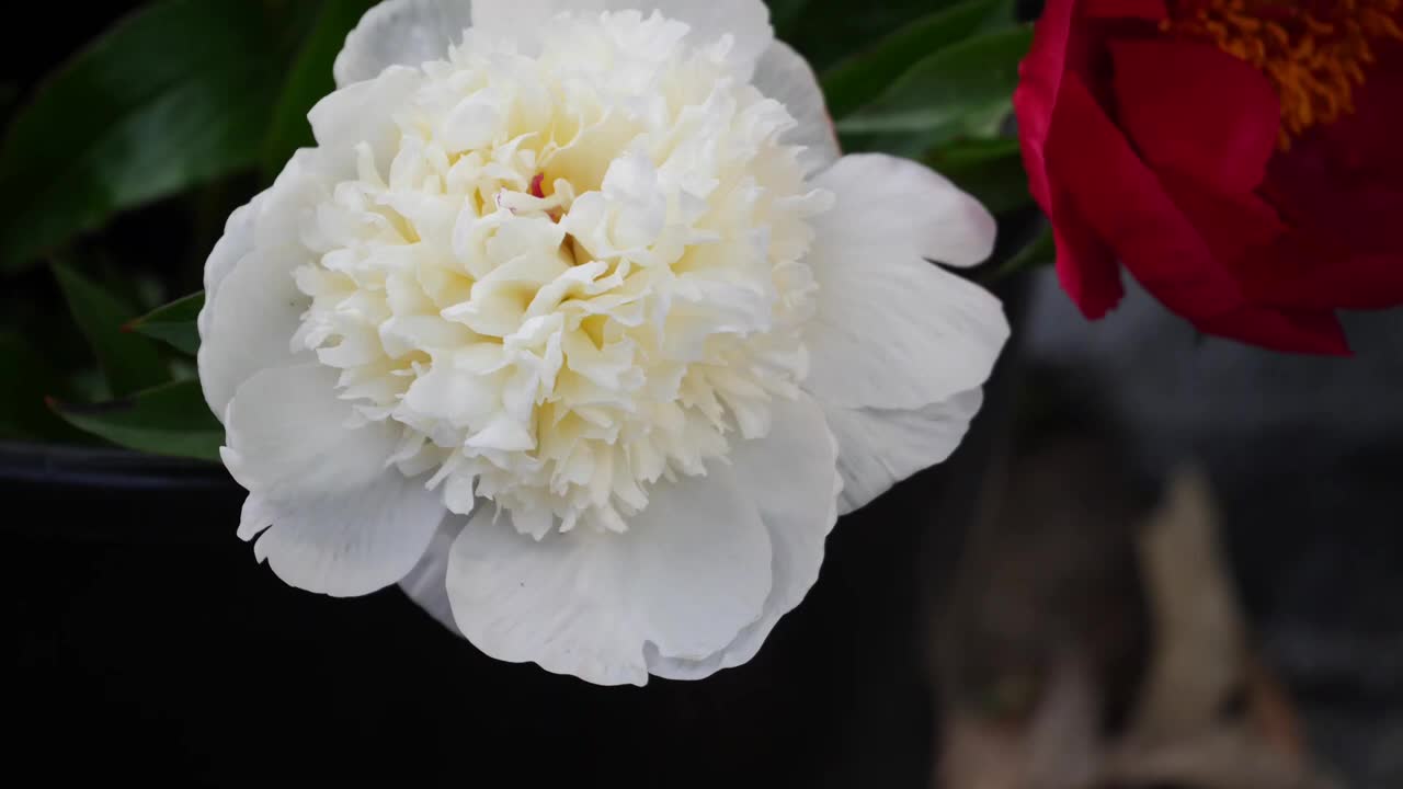 FULL PEONY TOUR: Peony Garden Tour