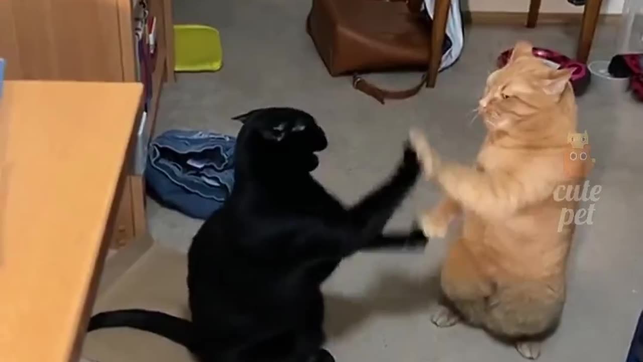 Laugh Out Loud with Our Collection of Hilarious Cat Videos