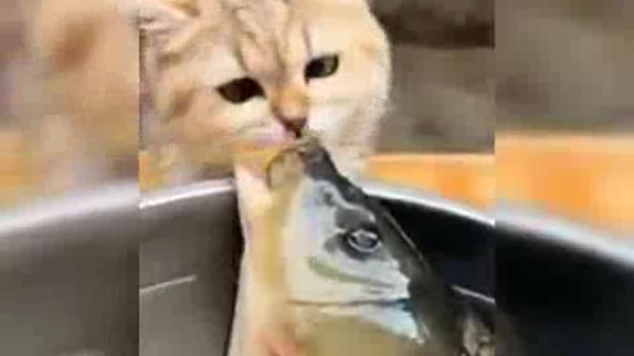 Funny animal videos ππ€π