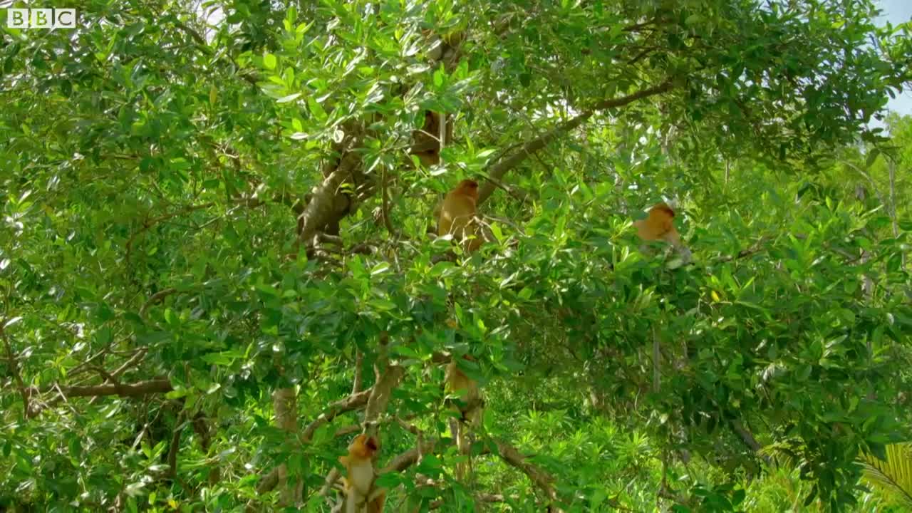 Proboscis Monkeys Leap Into Crocodile-Infested River _ BBC Earth