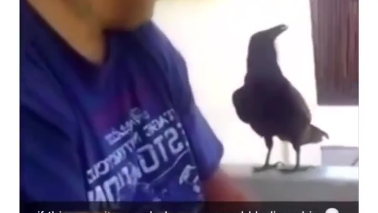 crow tells guy fuck you!!!! no one would believe it if it was not filmed.