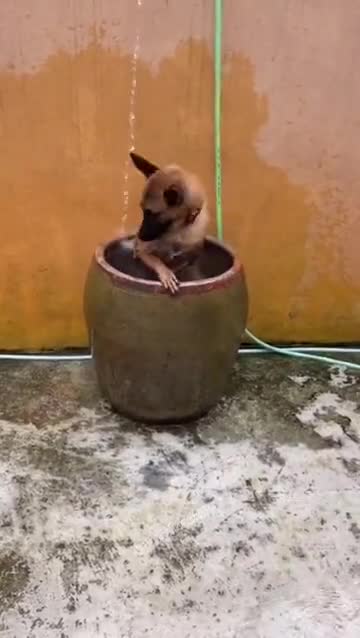 Naughty dog ​​bathing in water bottle