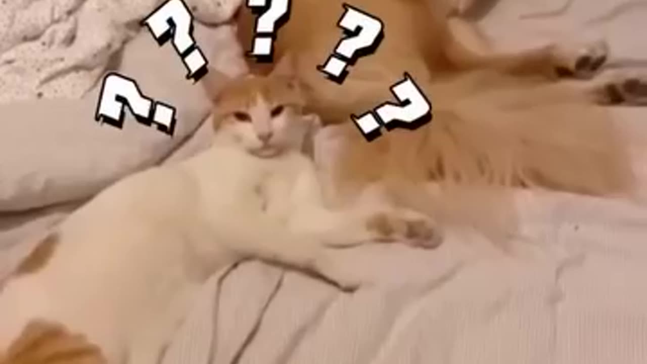 Sort video 🐈 cat dog funny videos