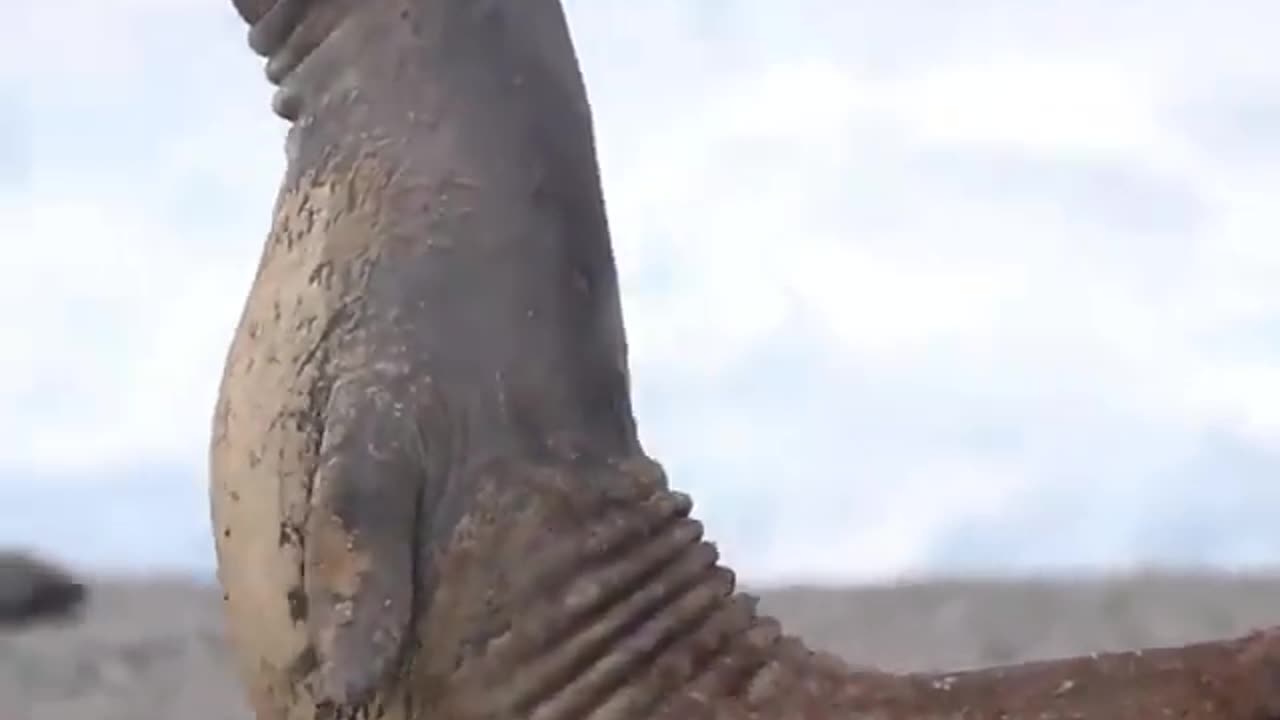 Seal having fun