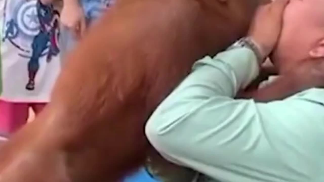 Funny animals shorts 🤣