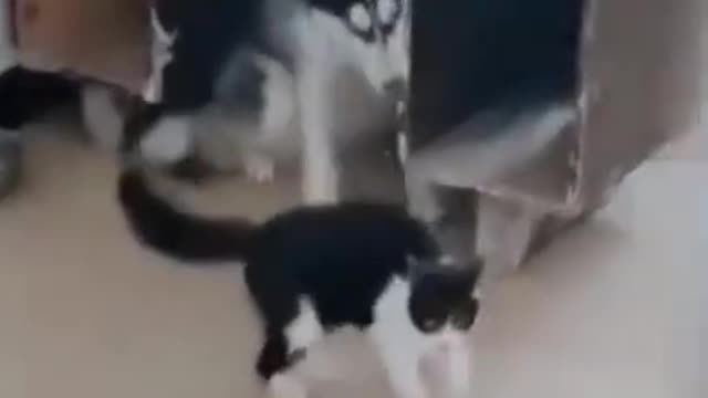 cute cat and dog funny fight video.