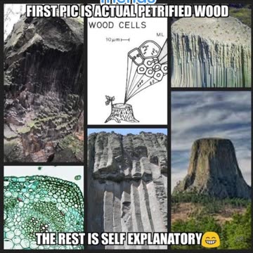 🌳 Trees for the GIANTS? Maybe They Needed Larger FRUIT?