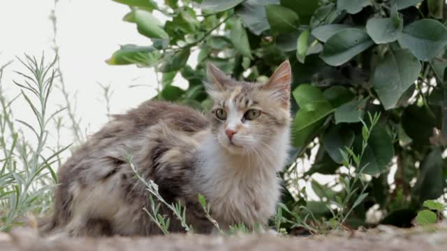 Cat ❤❤❤
