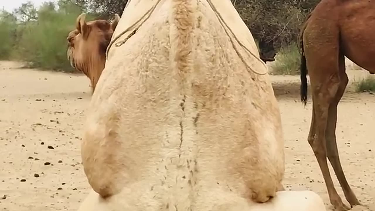 Camel ka milan