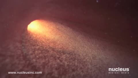 Fertilization process How Sperm react with Eggs