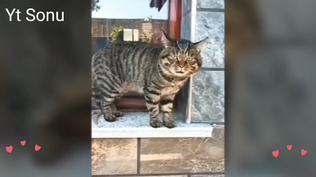 Funny Cats Talking !!🤣 These Cats Can Speak English 😁