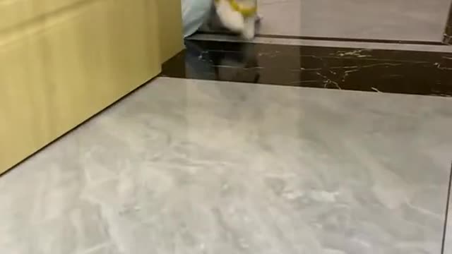 Cute puppy see the owner dancing and dance also 😍