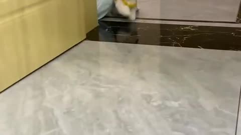 Cute puppy see the owner dancing and dance also 😍