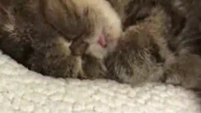 Funny cats. Watch this video and laugh all day. 😂 😂