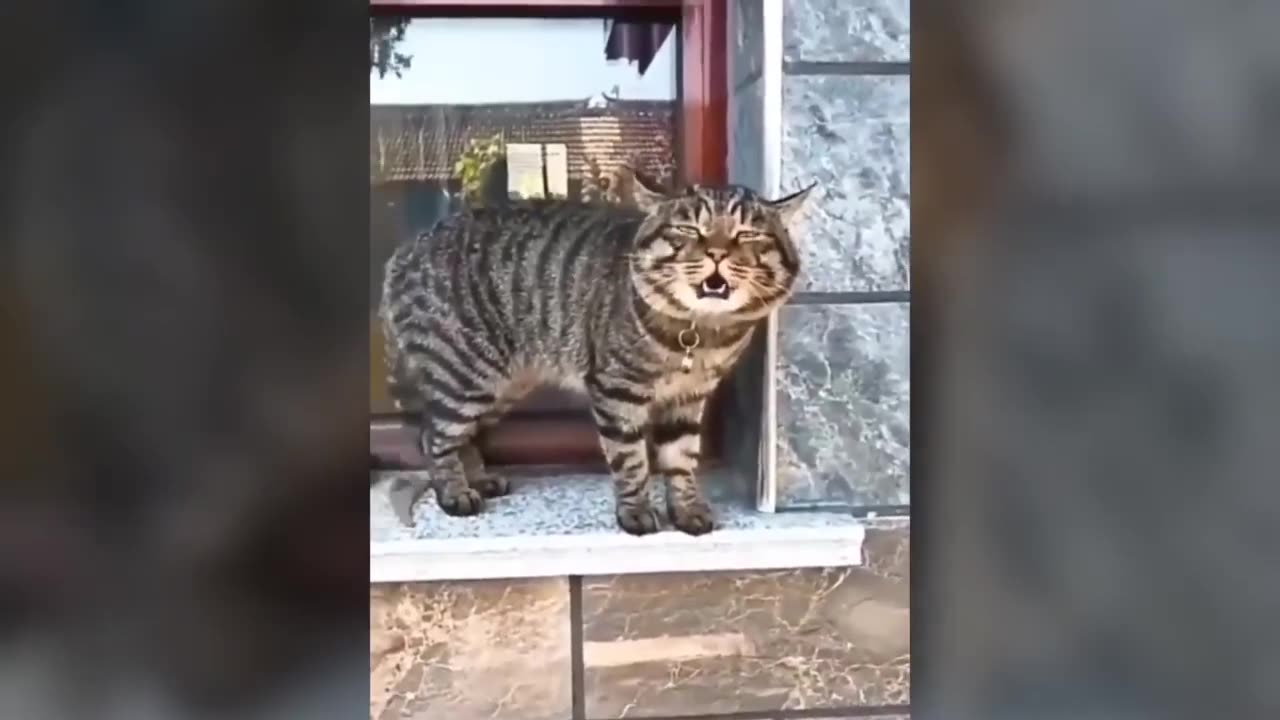 Funniest Videos 2023 😂 Funny Cats 🐱 #cute #cat #short #24