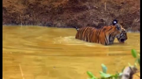 The tiger went into the water to find food.