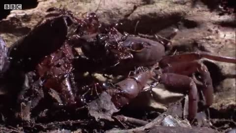 Ants vs Crab - Natural World- Ant Attack - BBC Earth_Cut