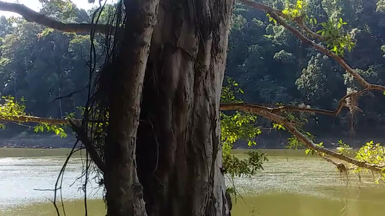 7.6.2024 The Barron River Kuranda (4)