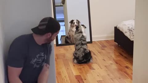 Magic Dog! Wait For It!